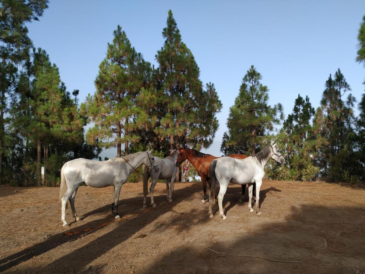 Finca Rural House Tenerife Relax And Enjoy 圣乌尔苏拉 外观 照片