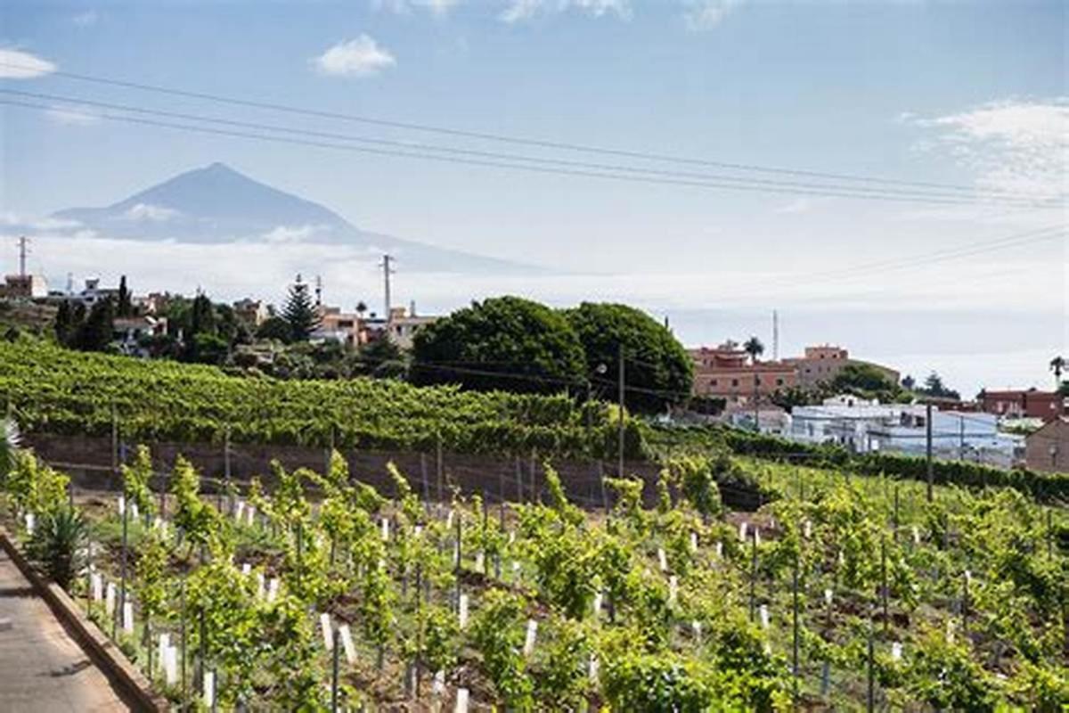 Finca Rural House Tenerife Relax And Enjoy 圣乌尔苏拉 外观 照片