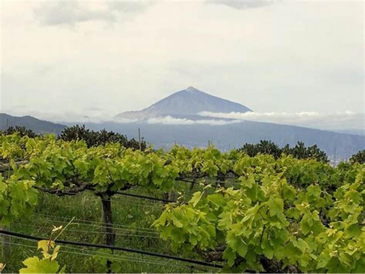 Finca Rural House Tenerife Relax And Enjoy 圣乌尔苏拉 外观 照片