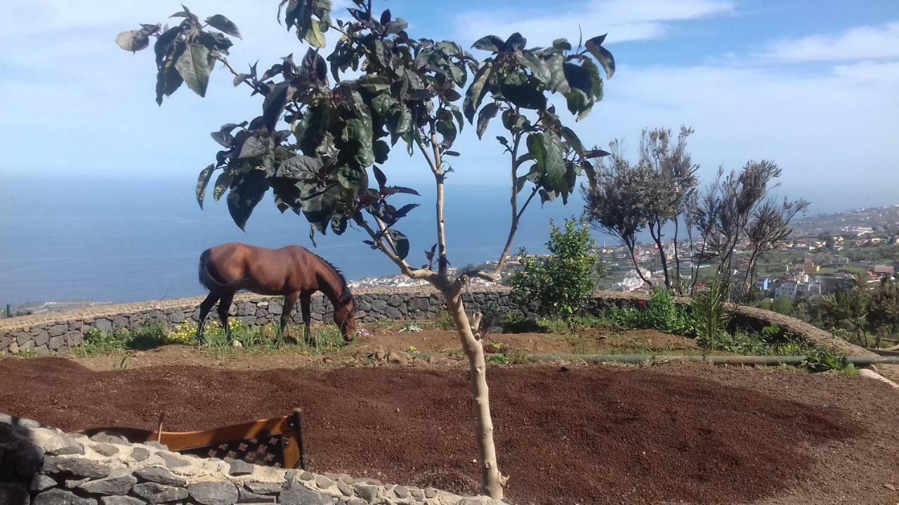 Finca Rural House Tenerife Relax And Enjoy 圣乌尔苏拉 外观 照片